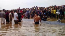 Giải cứu thành công cá voi nặng 15 tấn trôi dạt ở bờ biển Nghệ An