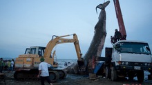 VIDEO: Rưng rưng lễ trục vớt và chôn cất cá voi ở bờ biển Nghệ An