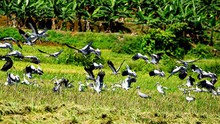 Chim lạ xuất hiện ở Bát Xát - Lào Cai là Cò Nhạn có nguy cơ tuyệt chủng