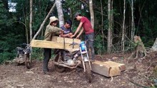 'Cào cào sắt' ăn tan hoang rừng Đăk Glei, Tây Nguyên