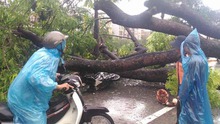 Cơn bão số 1: Đường phố Hà Nội, Hải Phòng, Thái Bình tan hoang cây đổ