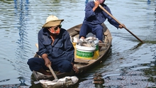 Cá chết hàng loạt ở Đà Nẵng, đang xác định nguyên nhân