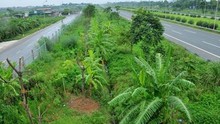 Hà Nội 'cắt' kinh phí về cây xanh: Tiếp tục tham khảo ý kiến nhân dân