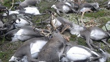 KINH HOÀNG: Sét đánh liên tiếp, giết sạch đàn hươu hơn 320 con