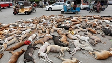 VIDEO: Đau xót cảnh thảm sát 700 con chó bằng thuốc độc giữa đường phố