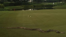 Trăn dài 2 mét ‘ĐẠI NÁO’ giải golf PGA Tour ở Malaysia