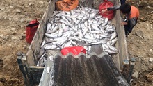 Cá hồi Sa Pa chết bất thường hàng loạt