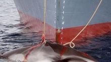 KINH HOÀNG: 2 tàu Nhật Bản đang 'TRUY SÁT' 333 'ông' cá voi