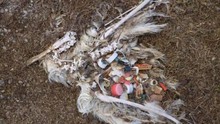 Hình ảnh phơi bày sự thật kinh hoàng sau cái chết của chim biển