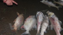 Cá chết hàng loạt ở hồ ở Hà Nội do ô nhiễm và thời tiết