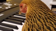 Ngỡ ngàng xem gà mái chơi đàn piano