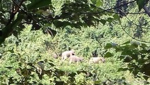 KHẨN CẤP: Yêu cầu không tập trung xem, quay phim, xua đuổi đàn voi rừng ở Quảng Nam