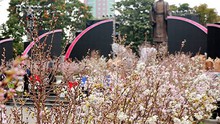 Lễ hội Hoa anh đào bên Tượng đài Lý Thái Tổ, Hà Nội: 100% hoa 'xịn'