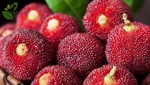 5 loại trái cây là 'vua ung thư', bị xếp vào 'danh sách đen' vì chứa nhiều ký sinh trùng và độc tố nhưng người Việt nào cũng mê

