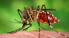Phương pháp diệt muỗi bằng muỗi đang cho thấy hiệu quả cao