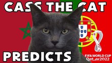 3 'thú tiên tri' dự đoán kết quả các trận tứ kết World Cup thế nào?
