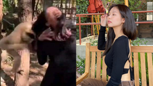 Hot rần rần ảnh Jennie (BLACKPINK) đi sở thú rồi bị khỉ... giật tóc, nhìn kĩ thấy hình như có gì sai sai
