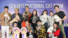 Cuộc thi sắc đẹp mèo quốc tế CFA lần đầu diễn ra tại Hà Nội
