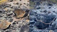 Thêm 8 con lợn rừng bỏ mạng tại hòn đá phong ấn cáo chín đuôi ở Nhật Bản, nhưng các nhà khoa học nói không bất ngờ