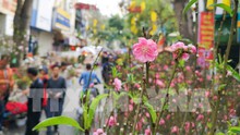Hà Nội: Tổ chức 91 điểm chợ hoa Xuân phục vụ Tết Nguyên đán Quý Mão 2023
