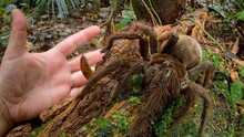 Loài nhện khổng lồ có kích thước bằng một con chó con