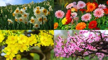 Những loài hoa nên có trong ngày Tết để thu hút tài lộc 