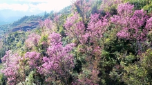 Lần đầu tiên Lễ hội hoa Tớ Dày được tổ chức ở vùng cao Mù Cang Chải, Yên Bái