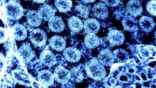Các nhà khoa học Anh mở rộng giải trình tự gene đối với virus gây các bệnh hô hấp ngoài Covid-19