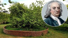 Sự thật về giai thoại quả táo rơi trúng đầu Newton để nghĩ ra định luật hấp dẫn mà cả thế giới vẫn tin suốt 400 năm qua