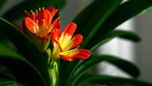Lan quân tử - Loài hoa sang trọng, tốt cho phong thủy vào nhà bạn dịp Tết