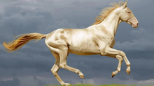 Akhal-Teke: Giống ngựa đẹp mã nhất trên hành tinh