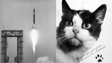 Câu chuyện về chú mèo duy nhất bay thành công vào vũ trụ: Sống sót trong vận tốc gấp 5 lần âm thanh nhưng chết dưới bàn tay con người  