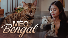 Năm Mão nói chuyện nuôi mèo Bengal - thú cưng của người có tiền: Giá cả trăm triệu, tiền nuôi hàng tháng cũng không vừa