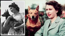 Bức thư đầy cảm động của Nữ vương gửi bác sĩ thú y chứng minh tình yêu vô bờ mà bà dành cho các chú cún