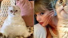 Mèo của Taylor Swift là thú cưng giàu thứ 3 thế giới với khối tài sản siêu khủng