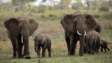 Vườn quốc gia Serengeti của Tanzania tiếp tục là điểm đến du lịch hàng đầu châu Phi
