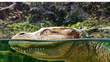 Thái Lan tiết lộ thông tin về loài cá sấu cổ đại chưa từng được biết đến