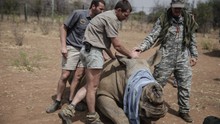 Nam Phi đẩy lùi nạn săn trộm sừng tê giác tại vườn quốc gia Pilanesberg