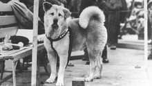 Hồi ức xúc động về chú chó Hachiko 11 năm đợi chủ dịp kỷ niệm 100 tuổi