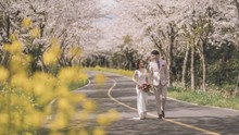 Những địa điểm ngắm hoa mùa Xuân ở Jeju