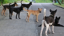 Tình trạng chó thả rông tấn công người gây thương tích: Hiểm họa nguồn bệnh từ những con chó lạ