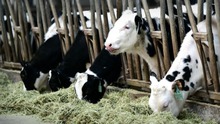 Đột phá khoa học: Nhân bản thành công 'siêu bò' có thể sản xuất 18 tấn sữa mỗi năm