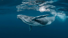 Với kích thước khổng lồ như vậy, điều gì sẽ xảy ra khi cá voi qua đời? 