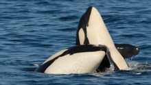 Hành vi ‘trọng nam khinh nữ’, bao bọc ‘con trai cưng’ đang đe dọa sự sinh tồn của một quần thể cá voi sát thủ