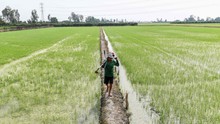 Chuyên gia cảnh báo điều nguy hiểm đe dọa vựa lúa của thế giới: Ấn Độ, Thái Lan và Việt Nam