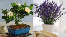 5 loại cây cảnh giúp khử mùi hiệu quả nên chưng trong không gian gia đình