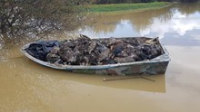 Kinh dị khung cảnh hàng nghìn con chim nổi lềnh bềnh trên sông: 'Thủ phủ' ngành sữa của New Zealand bị tàn phá nghiêm trọng