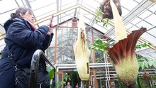Hoa xác thối khổng lồ nở hoa tại vườn thực vật ở Hà Lan