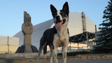 Bóng ma phóng xạ vẫn ám ảnh hơn 40 năm sau thảm họa Chernobyl: Những con chó hoang tại đây đã 'khác biệt về mặt di truyền'