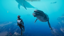 Game phiêu lưu đại dương Beyond Blue sắp phát hành miễn phí